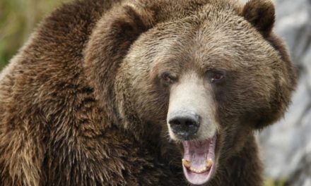 Kyle Bass Remains A China Bear